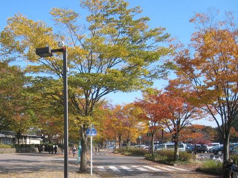 森林公園でサイクリング