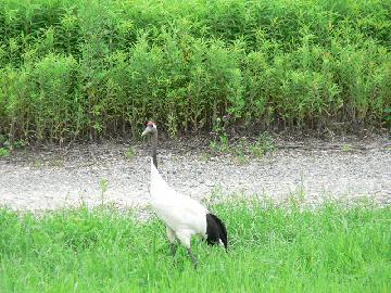 いちご狩りガリガリクソン