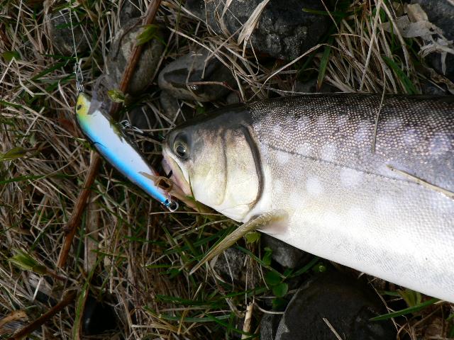 釣り久しぶり～