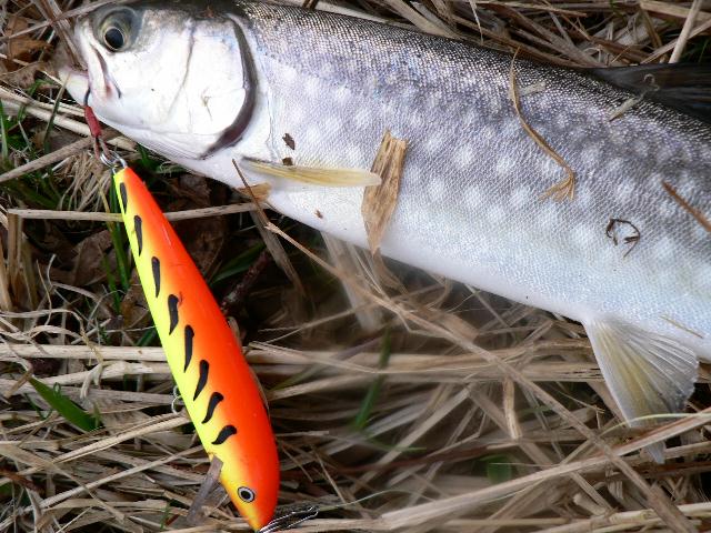 本流１ヶ月ぶり～逆常連ショック～