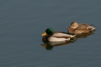 セルフ探鳥会080110