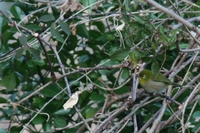 セルフ探鳥会080110