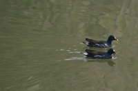 セルフ探鳥会080110