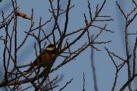 セルフ探鳥会080110