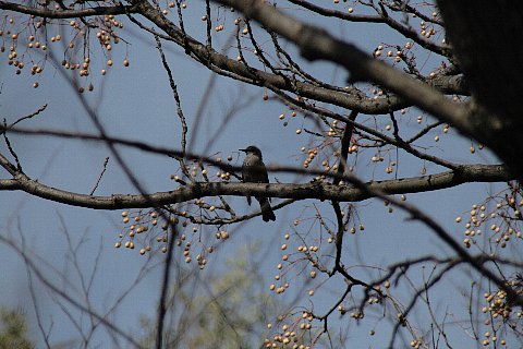 セルフ探鳥会080127
