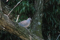 セルフ探鳥会080127