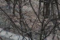 セルフ探鳥会080127