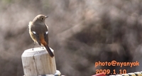 セルフ探鳥会20090110