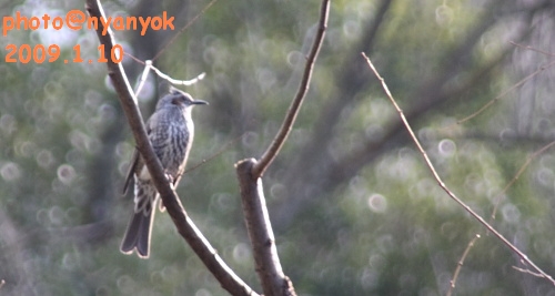 セルフ探鳥会20090110