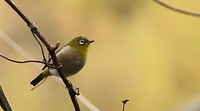 セルフ探鳥会20090117