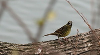 セルフ探鳥会20090117