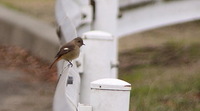 セルフ探鳥会20090117