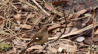 セルフ探鳥会20090117