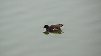 セルフ探鳥会20090117
