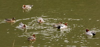 セルフ探鳥会20090117