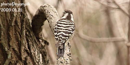 セルフ探鳥会20090121