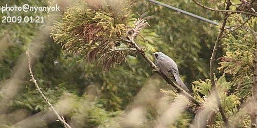セルフ探鳥会20090121