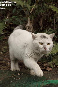 月末の猫    （野良にゃあ－２１７）