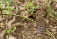 セルフ探鳥会20090311