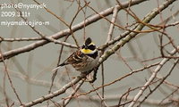 セルフ探鳥会20090311