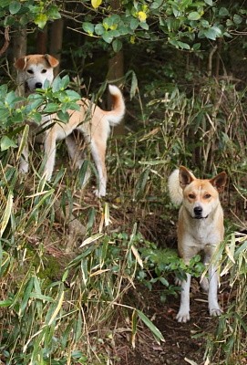 野良わん？