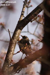 セルフ探鳥会20090327