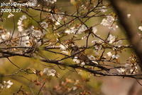 セルフ探鳥会20090327