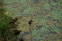 セルフ探鳥会080701