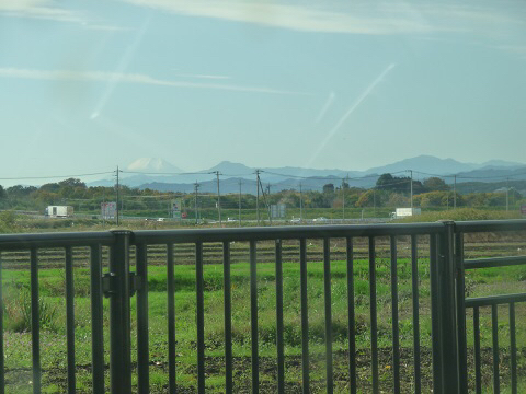 山猫 野生に還る 嵐山渓谷の紅葉