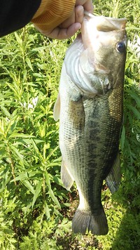 今季初50ｃｍ！