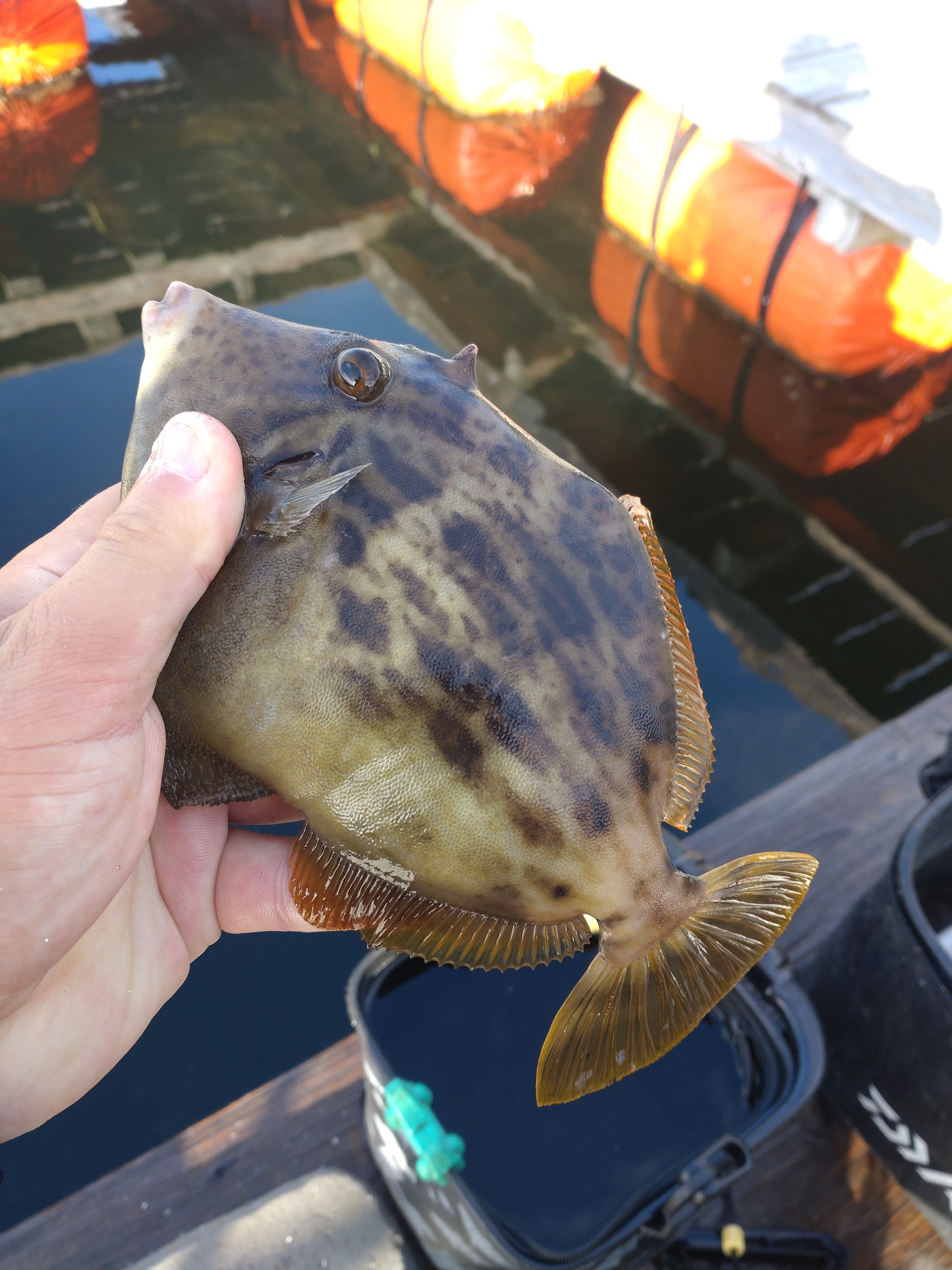 かぶせ釣り　季節の変わり目か？