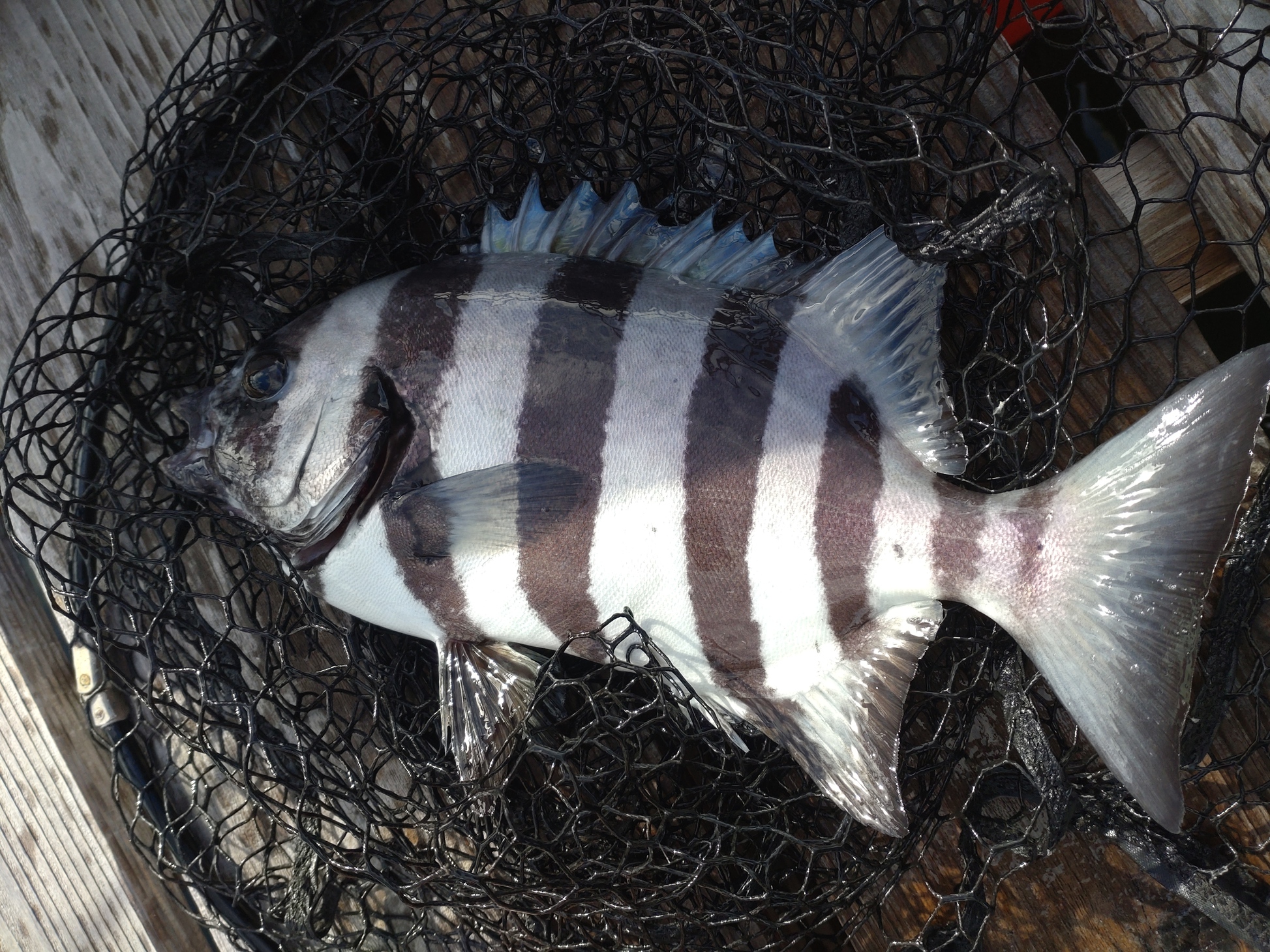 かぶせ釣り　季節の変わり目か？