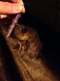 満足の釣行？
