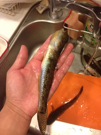 食べたい… 2014/11/24 16:36:24