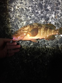 ご無沙汰でした。 2015/04/30 10:02:48