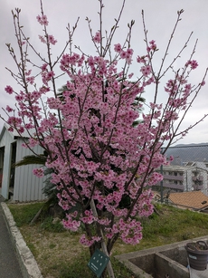 陽光桜(ようこうざくら)