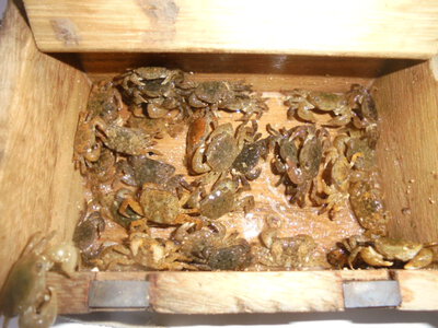 夜メバル2023(50)(51)(52)(53)(54)・海水浴後カニ餌捕り・筍メバル・チヌ＆カサゴ味噌汁他
