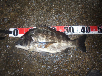 夜メバル2023(50)(51)(52)(53)(54)・海水浴後カニ餌捕り・筍メバル・チヌ＆カサゴ味噌汁他