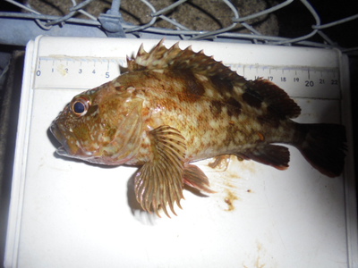 夜メバル2023(50)(51)(52)(53)(54)・海水浴後カニ餌捕り・筍メバル・チヌ＆カサゴ味噌汁他