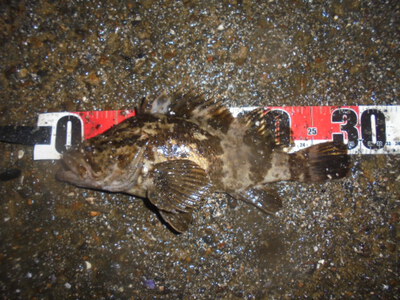 夜メバル2023(50)(51)(52)(53)(54)・海水浴後カニ餌捕り・筍メバル・チヌ＆カサゴ味噌汁他