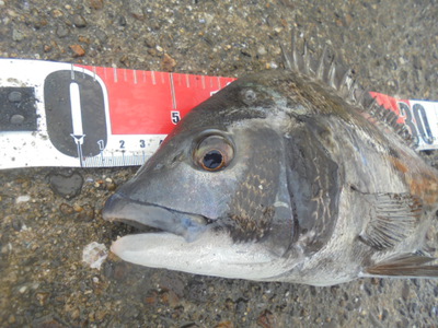 夜メバル2023(50)(51)(52)(53)(54)・海水浴後カニ餌捕り・筍メバル・チヌ＆カサゴ味噌汁他
