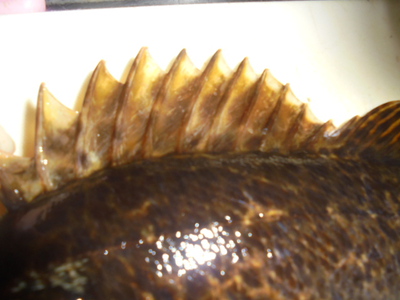 夜メバル2023(50)(51)(52)(53)(54)・海水浴後カニ餌捕り・筍メバル・チヌ＆カサゴ味噌汁他