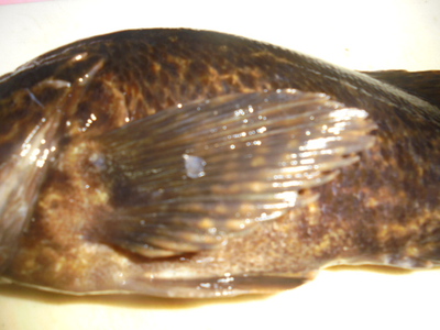 夜メバル2023(50)(51)(52)(53)(54)・海水浴後カニ餌捕り・筍メバル・チヌ＆カサゴ味噌汁他