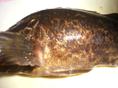 夜メバル2023(50)(51)(52)(53)(54)・海水浴後カニ餌捕り・筍メバル・チヌ＆カサゴ味噌汁他