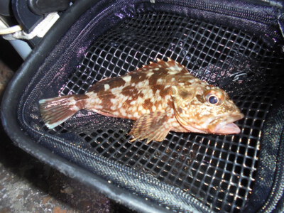 夜メバル2023(50)(51)(52)(53)(54)・海水浴後カニ餌捕り・筍メバル・チヌ＆カサゴ味噌汁他