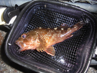 夜メバル2023(50)(51)(52)(53)(54)・海水浴後カニ餌捕り・筍メバル・チヌ＆カサゴ味噌汁他