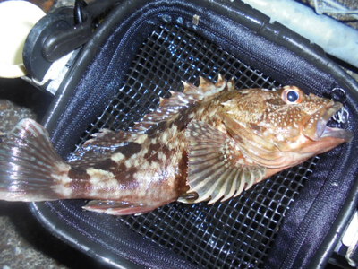 夜メバル2023(50)(51)(52)(53)(54)・海水浴後カニ餌捕り・筍メバル・チヌ＆カサゴ味噌汁他