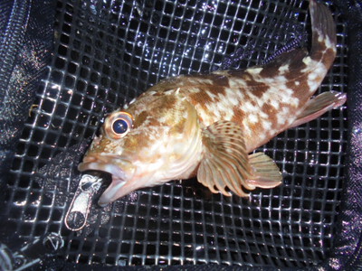 夜メバル2023(50)(51)(52)(53)(54)・海水浴後カニ餌捕り・筍メバル・チヌ＆カサゴ味噌汁他