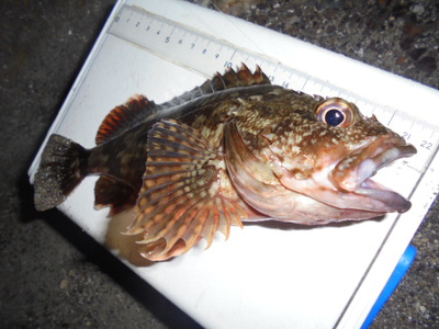 夜メバル2023(50)(51)(52)(53)(54)・海水浴後カニ餌捕り・筍メバル・チヌ＆カサゴ味噌汁他
