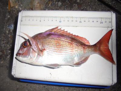 夜メバル2023(50)(51)(52)(53)(54)・海水浴後カニ餌捕り・筍メバル・チヌ＆カサゴ味噌汁他